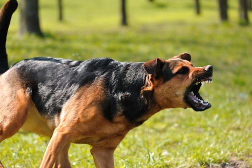 necesita una vacuna contra el tétanos con una mordedura de perro